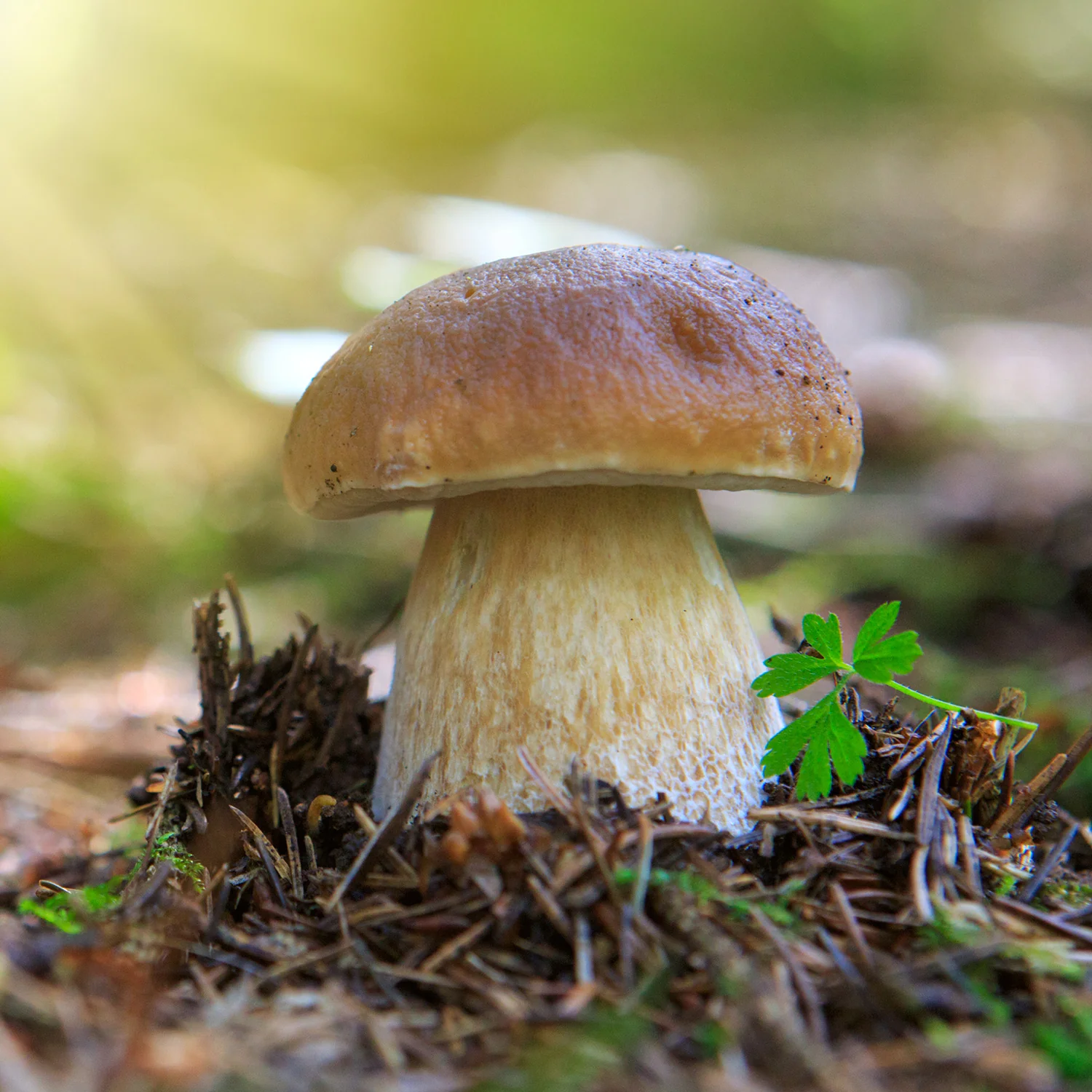 Imagen del producto 5