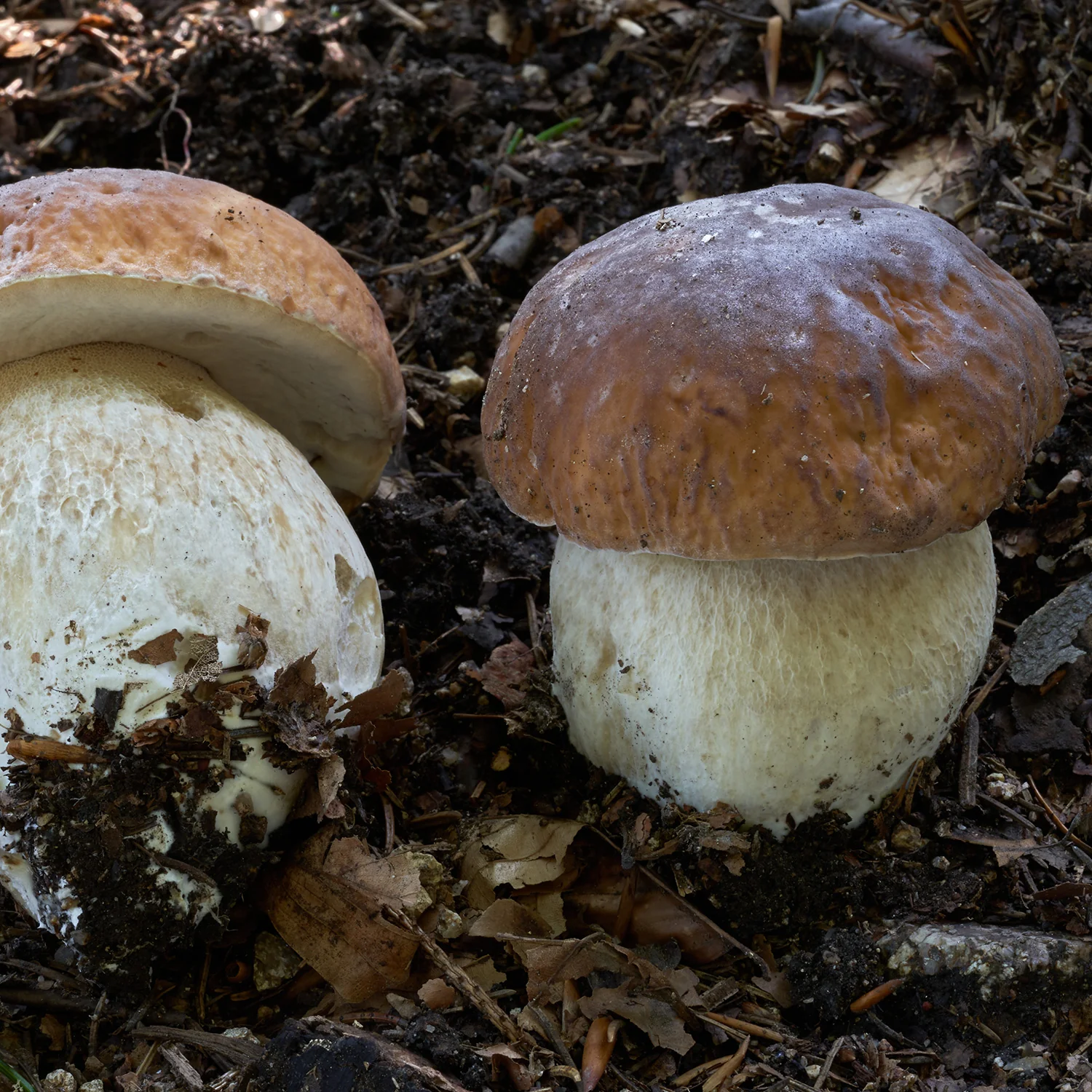 Imagen del producto 6