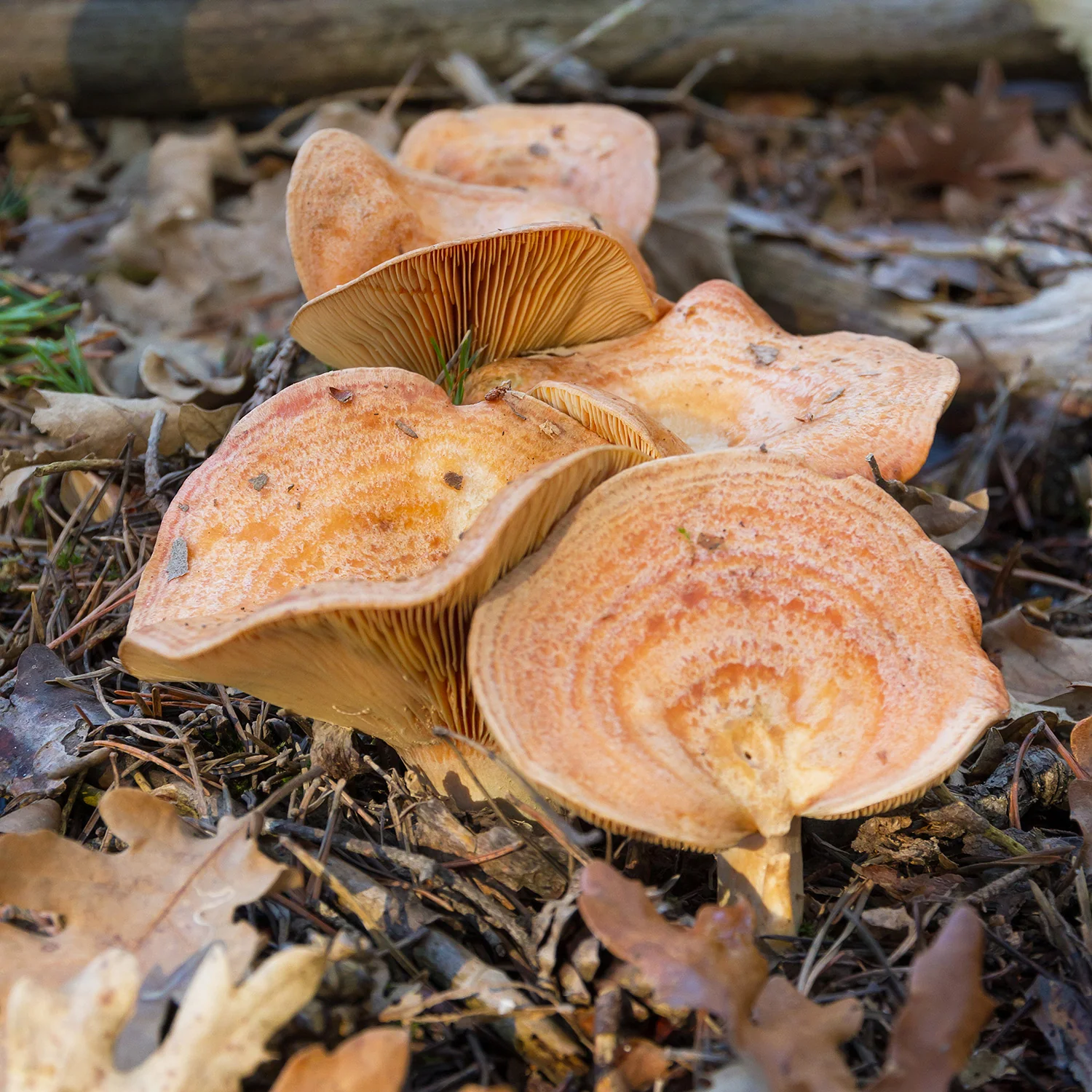 Imagen del producto 4