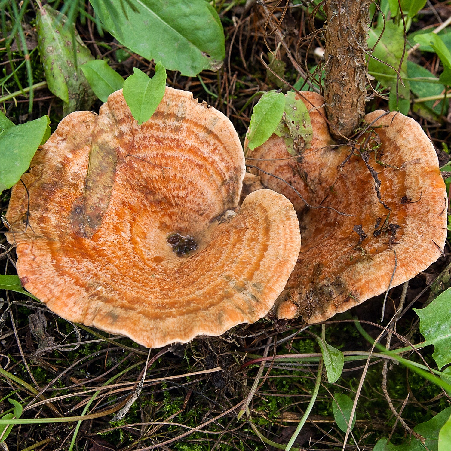 Imagen del producto 5