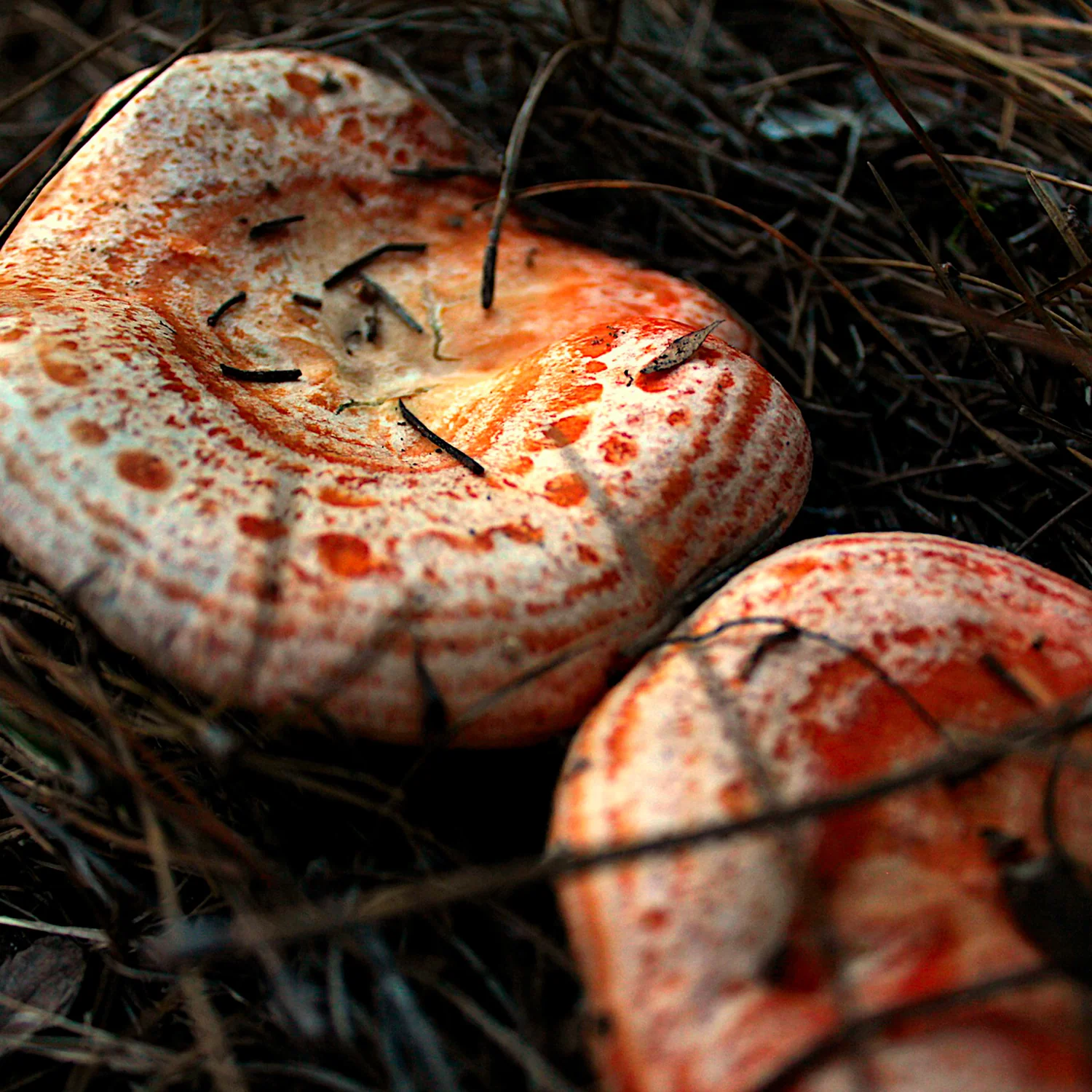 Imagen del producto 6