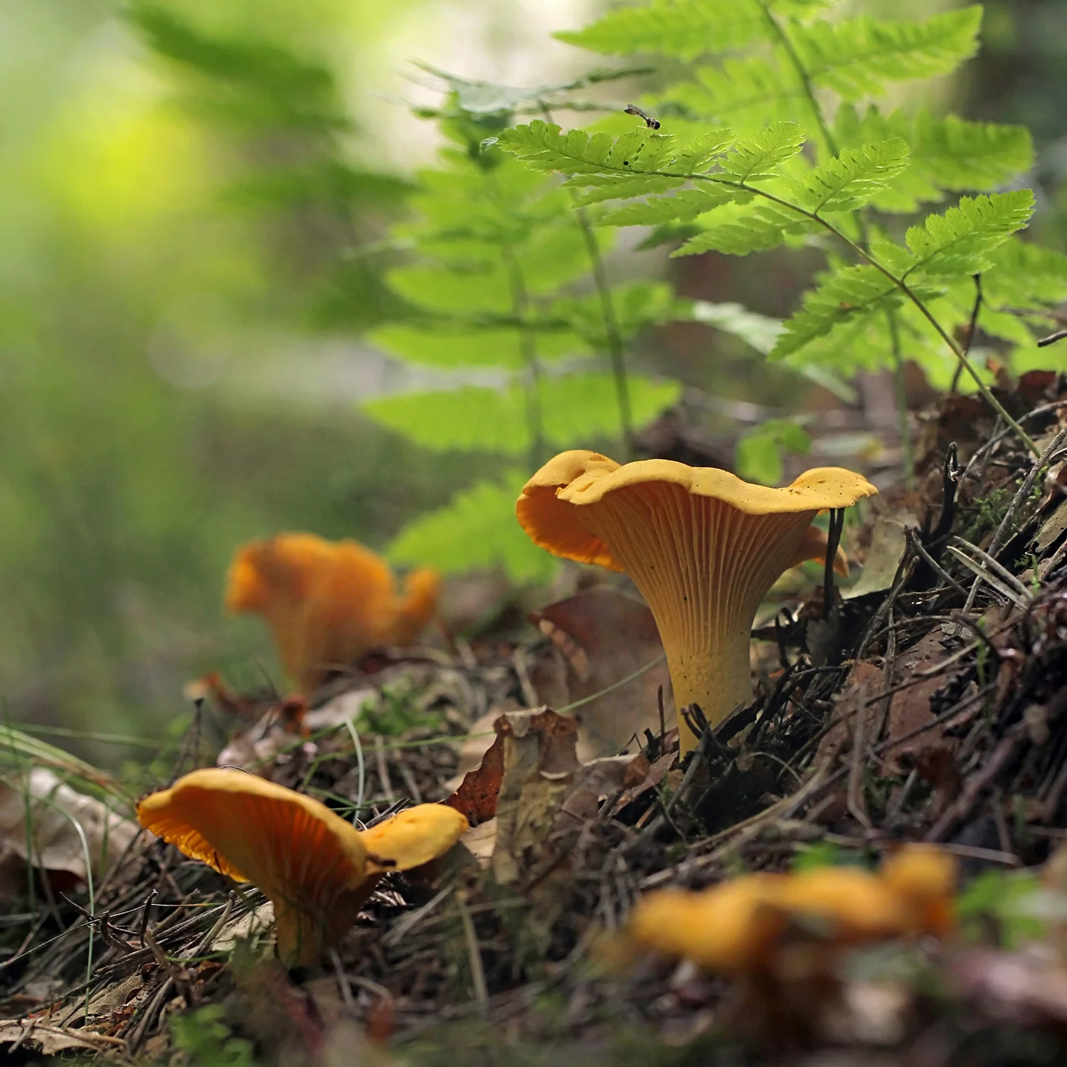 Imagen del producto 5